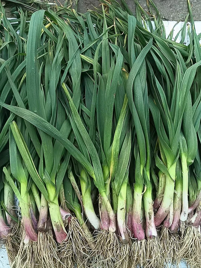 陕西新鲜蒜苗洋县农家自种现挖现发老品种调味品食用包邮