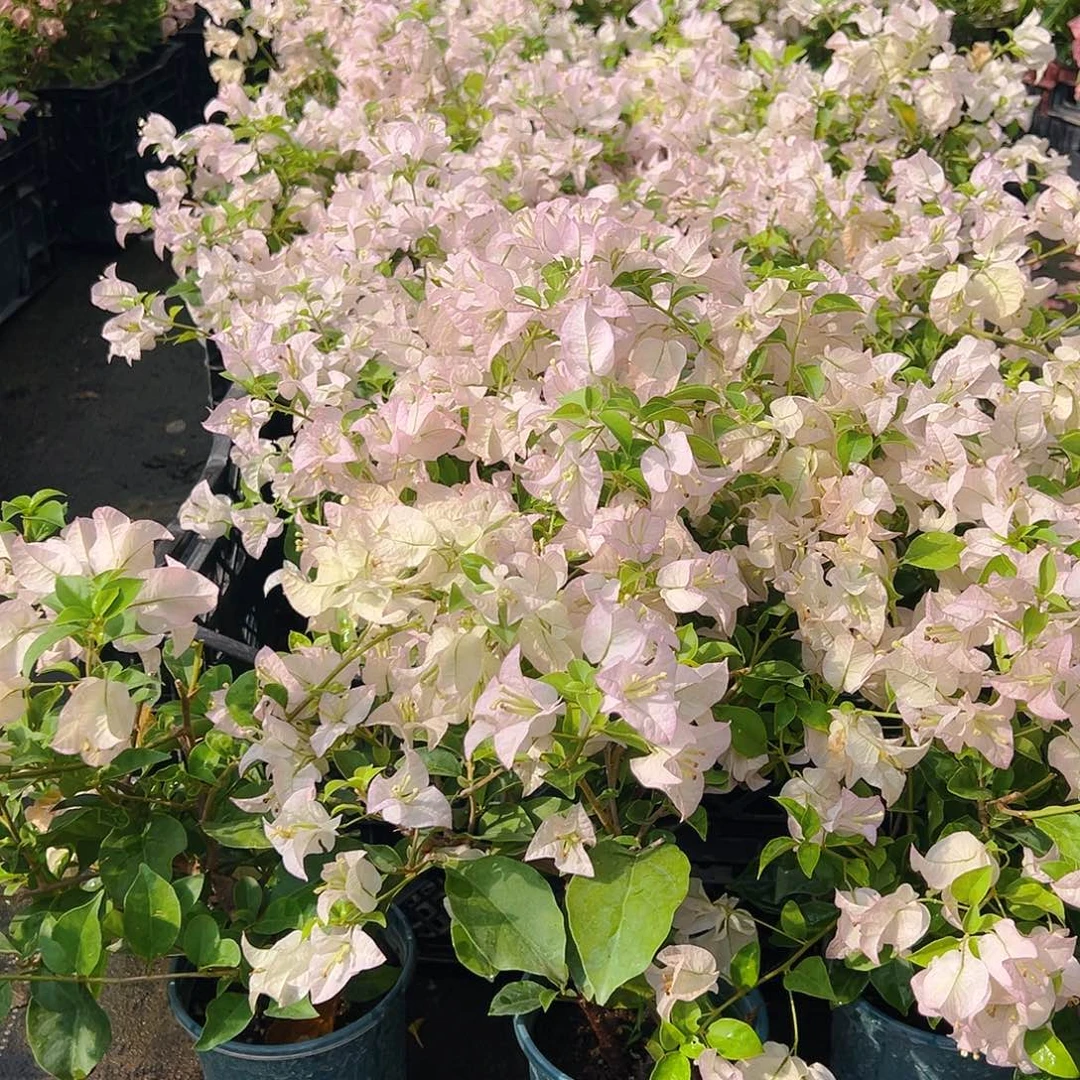 完全开放丽娜掌中宝一棵