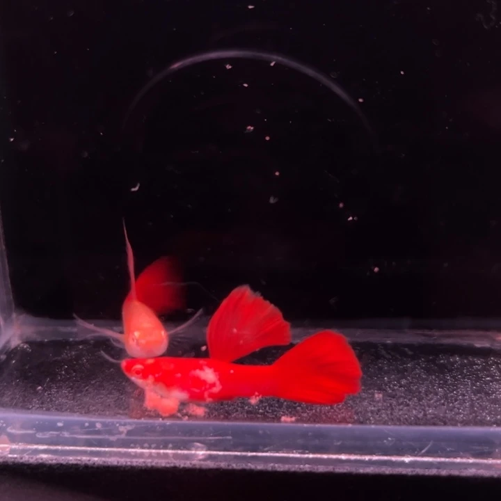 孔雀鱼血红绒球1对