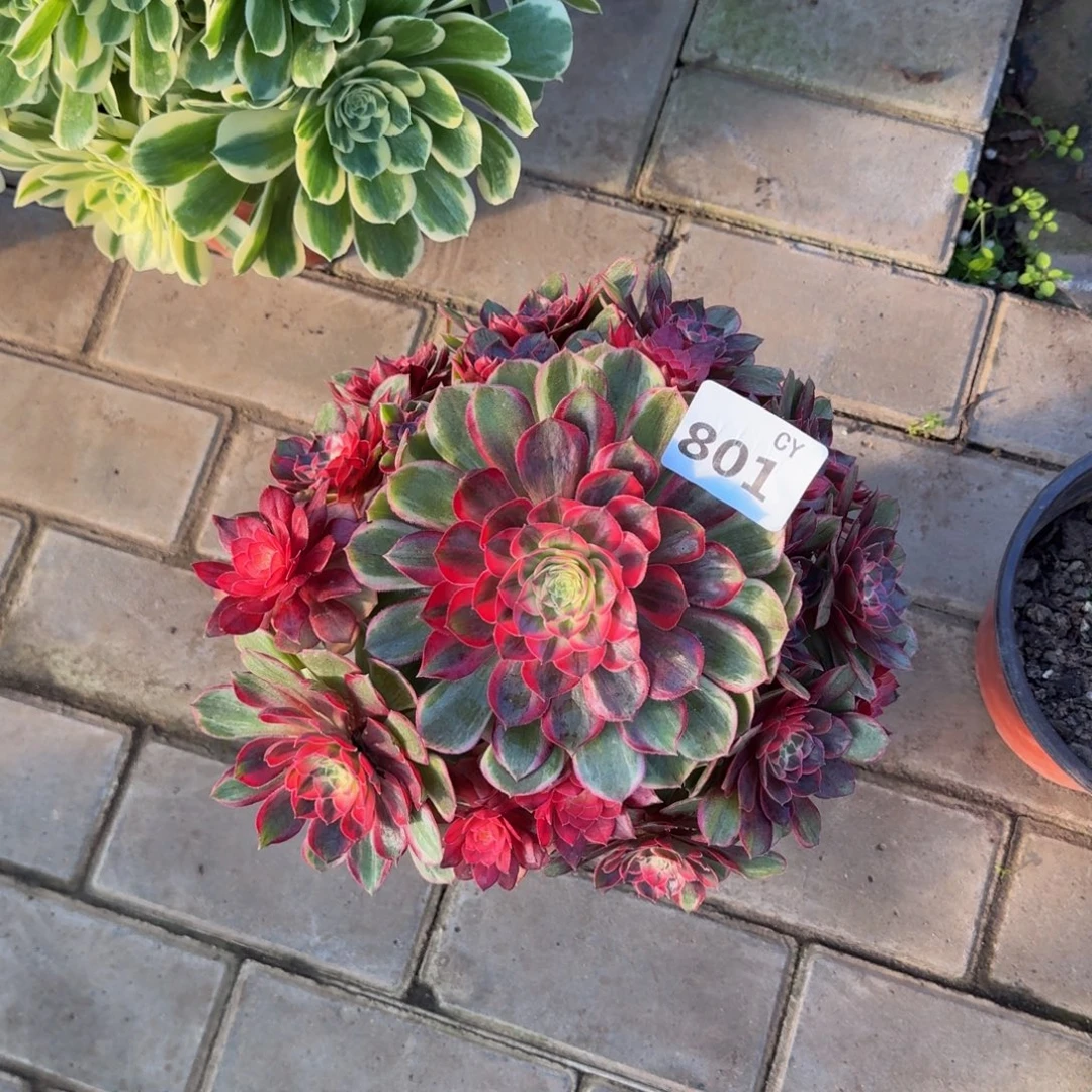 多肉植物801黑魔锦