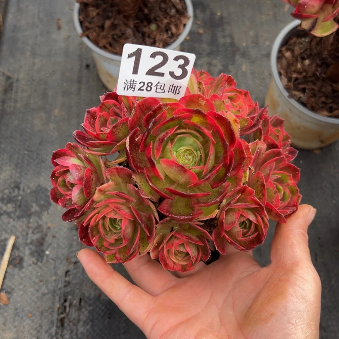 多肉植物123赤子心