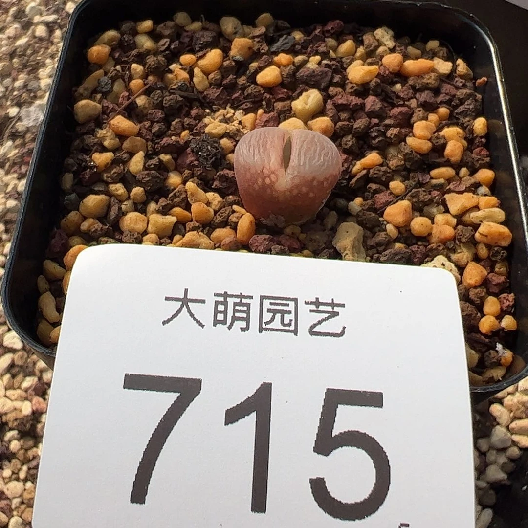 0000715 一物一拍脱土发50Km