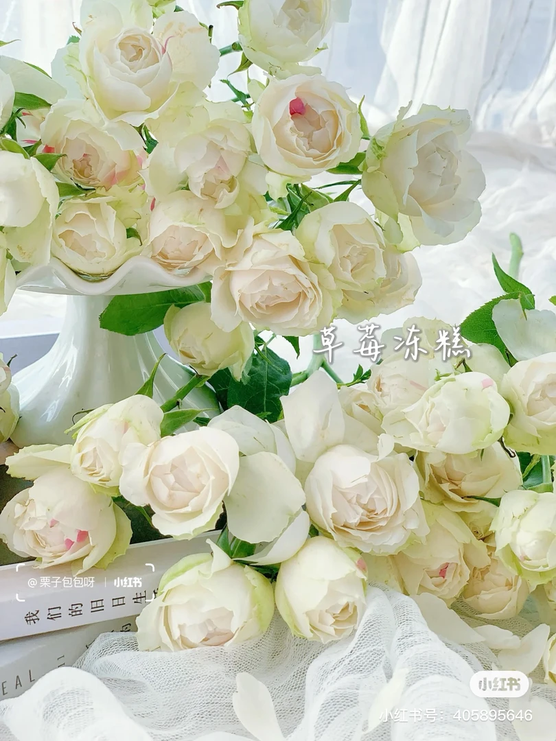 【德芮尔玫瑰】白桃草莓冻糕 任三单及以上包顺空鲜切花10支装家居