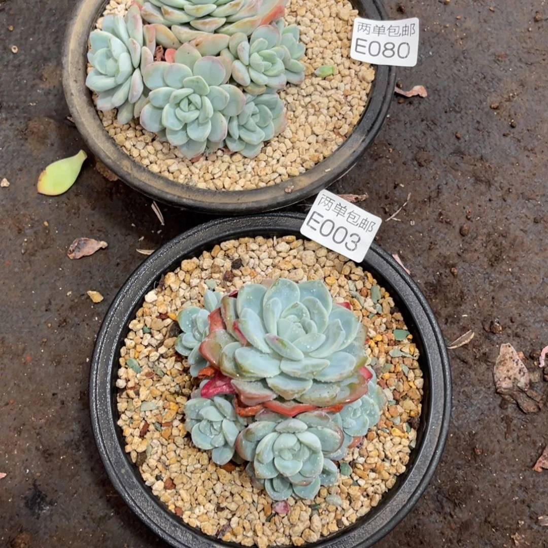 是***a老阿姨花卉一物一拍E080E003