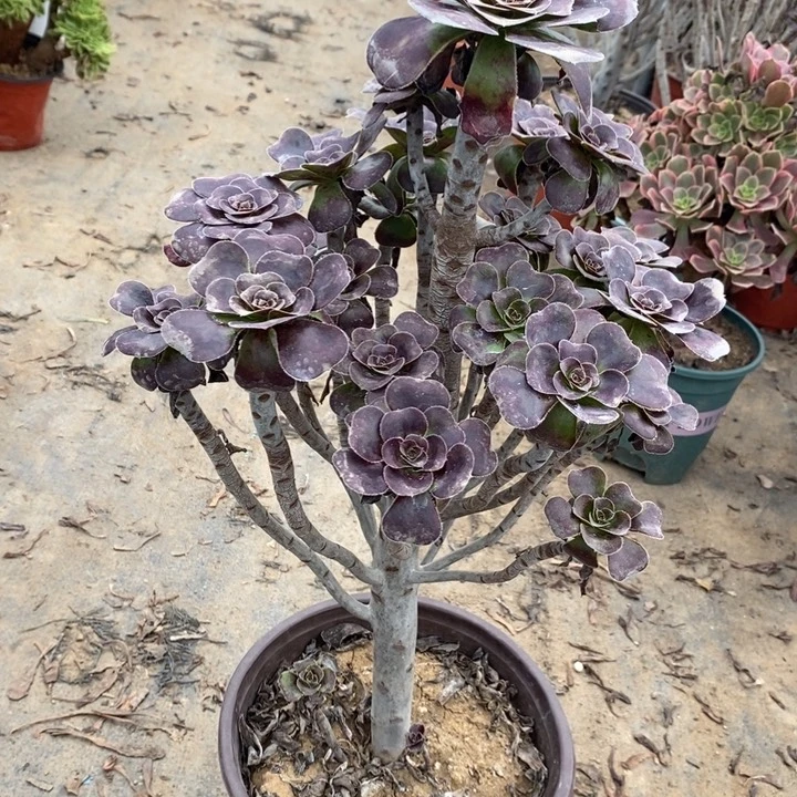圆叶33多肉植物法师法师法师