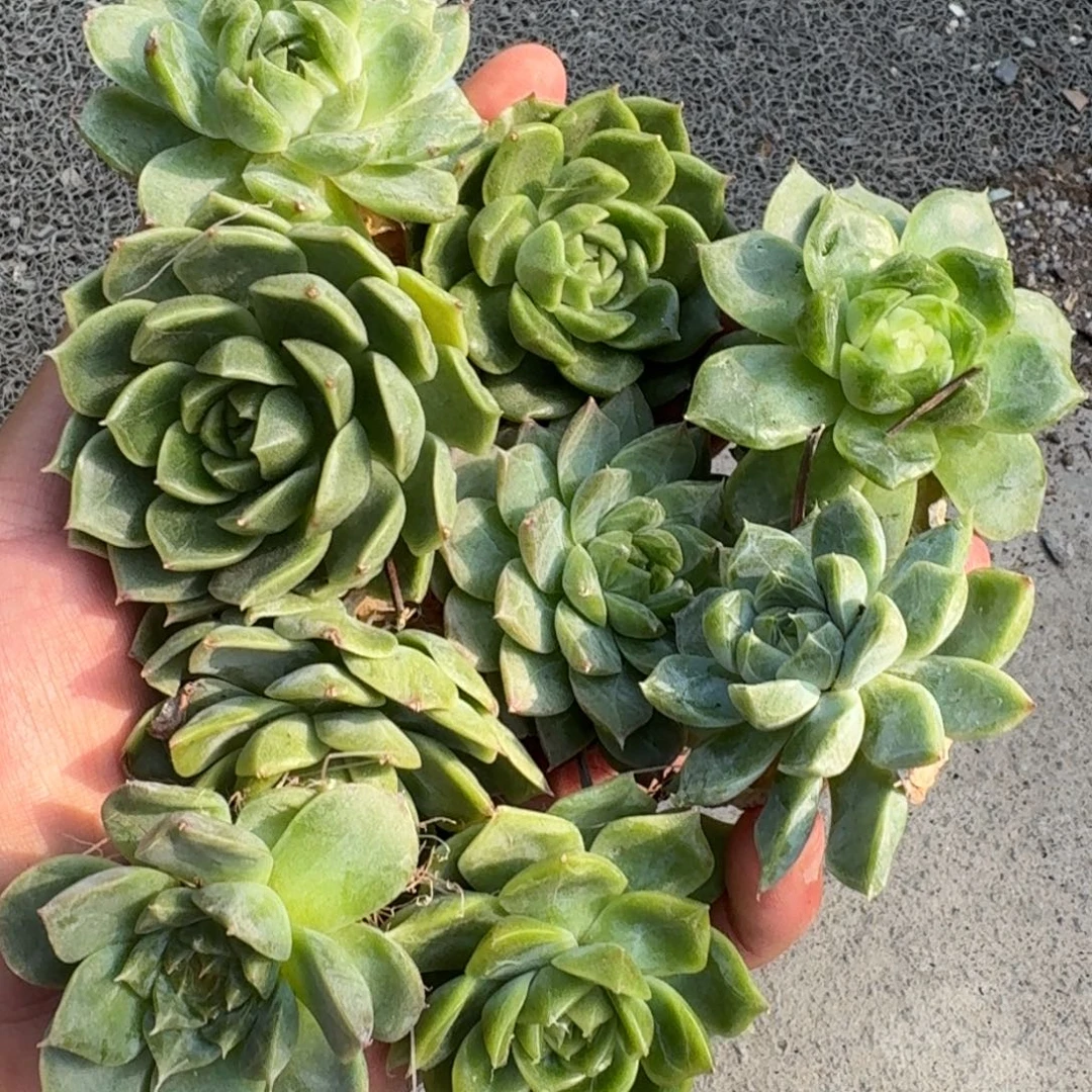 如图大绿菜珍妮9棵一组不售后