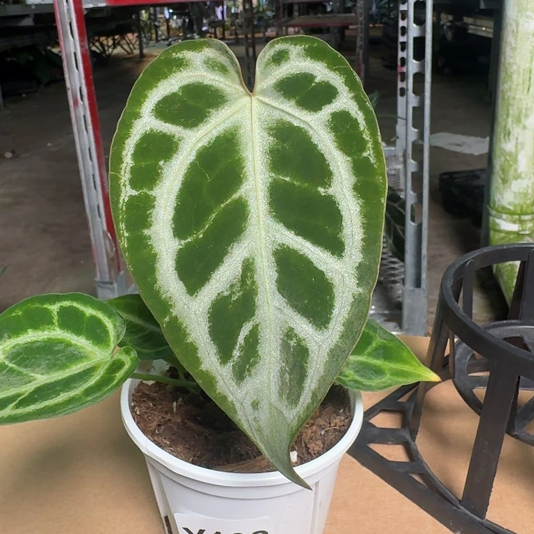 完全开放Y168skg银杂