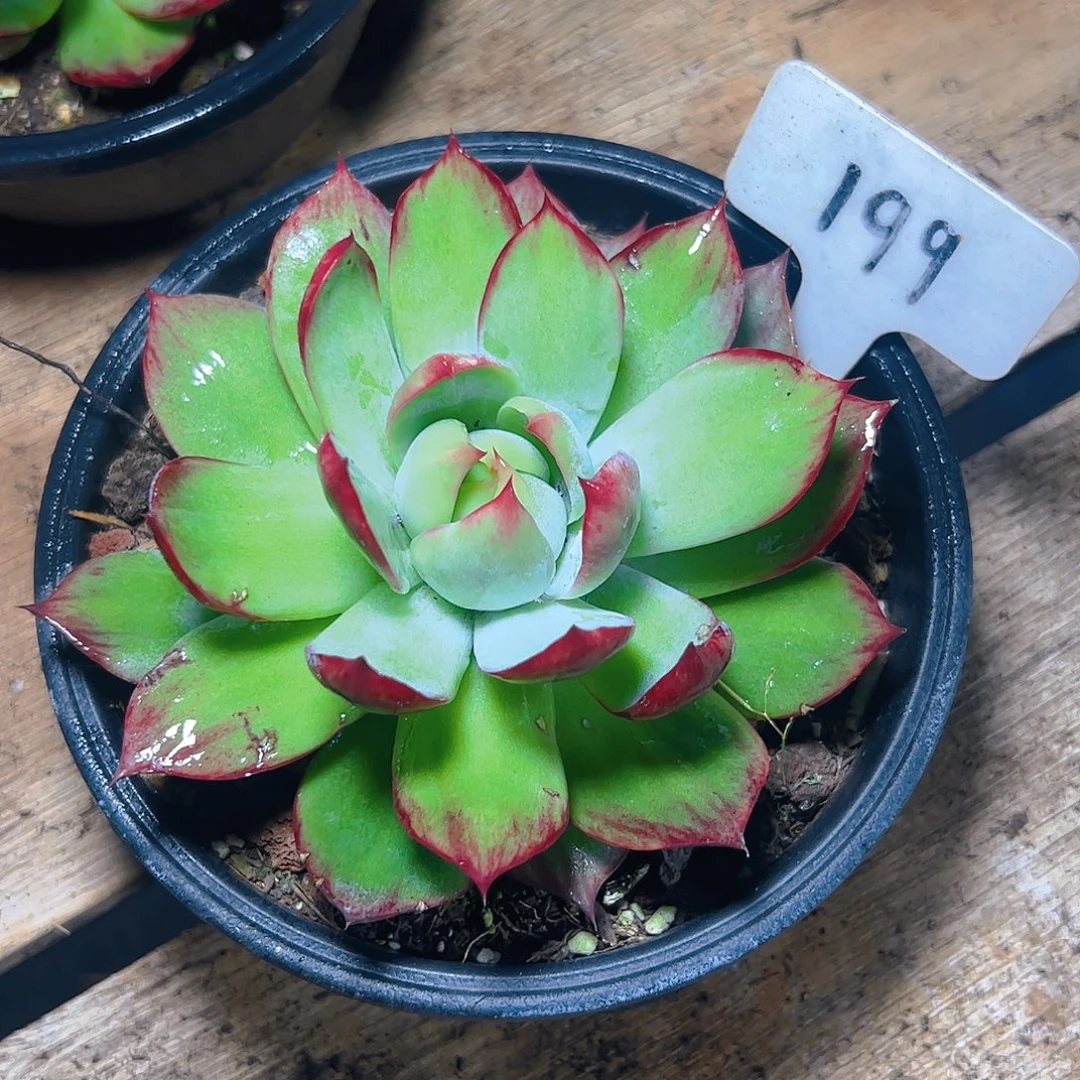 惊鸿仙子福利199号