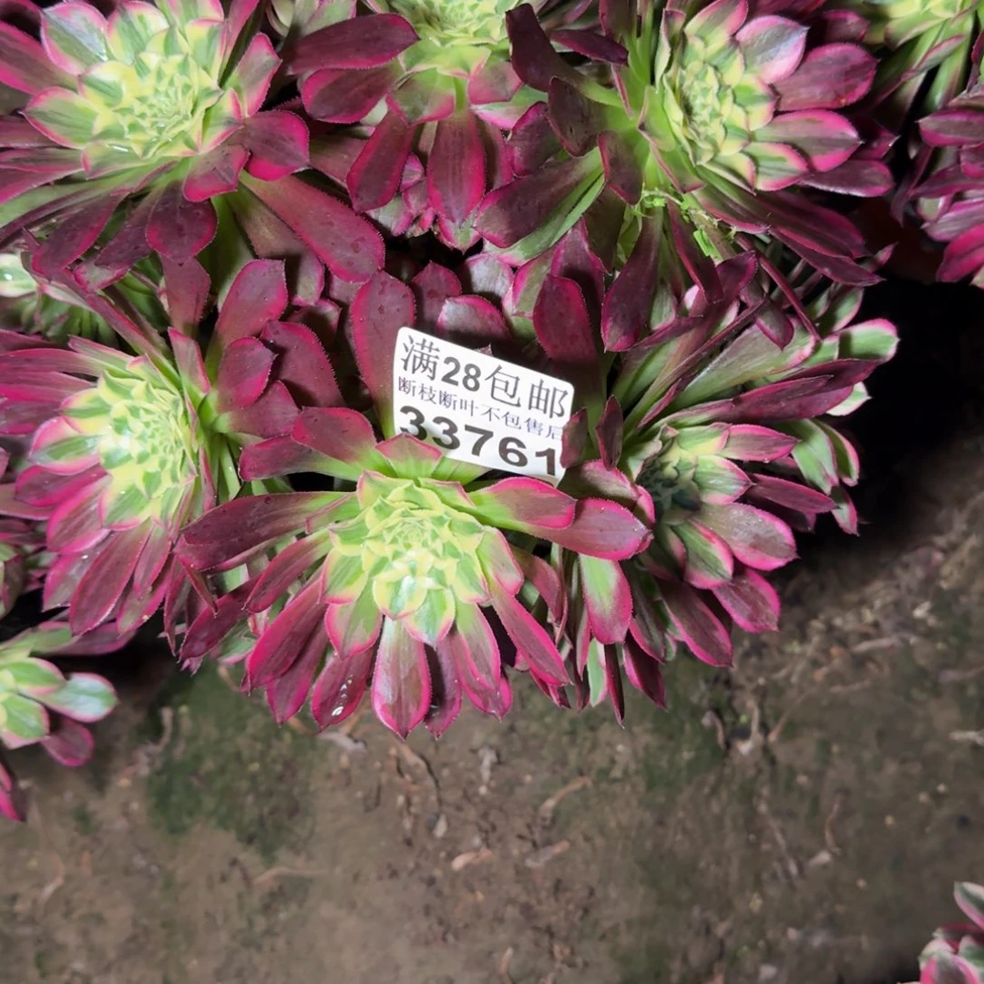 33761天和多肉植物