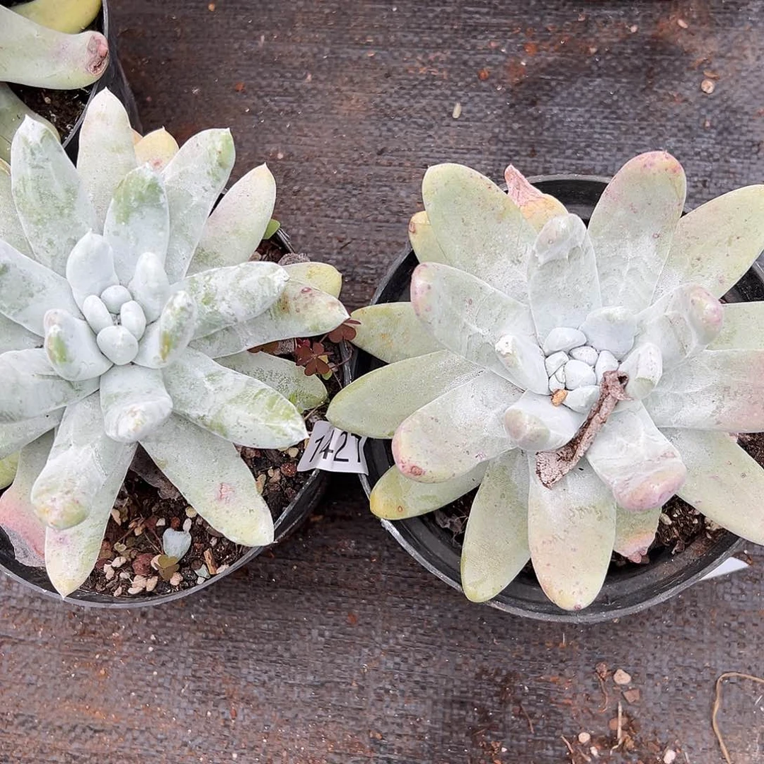 拇指帕奇飞徒仙女杯多肉。