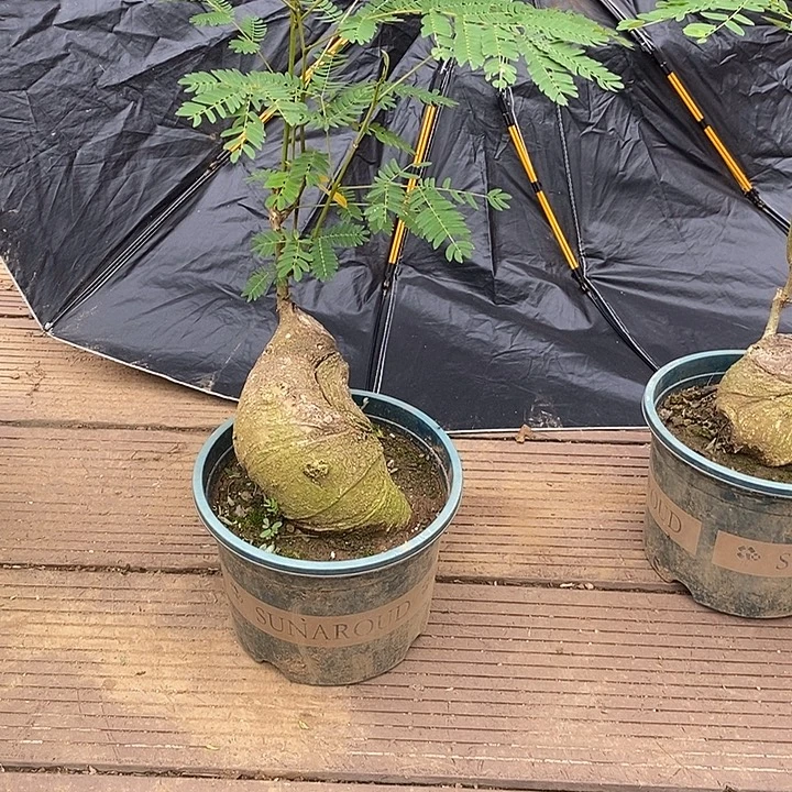 当前无花栽培后可以开花