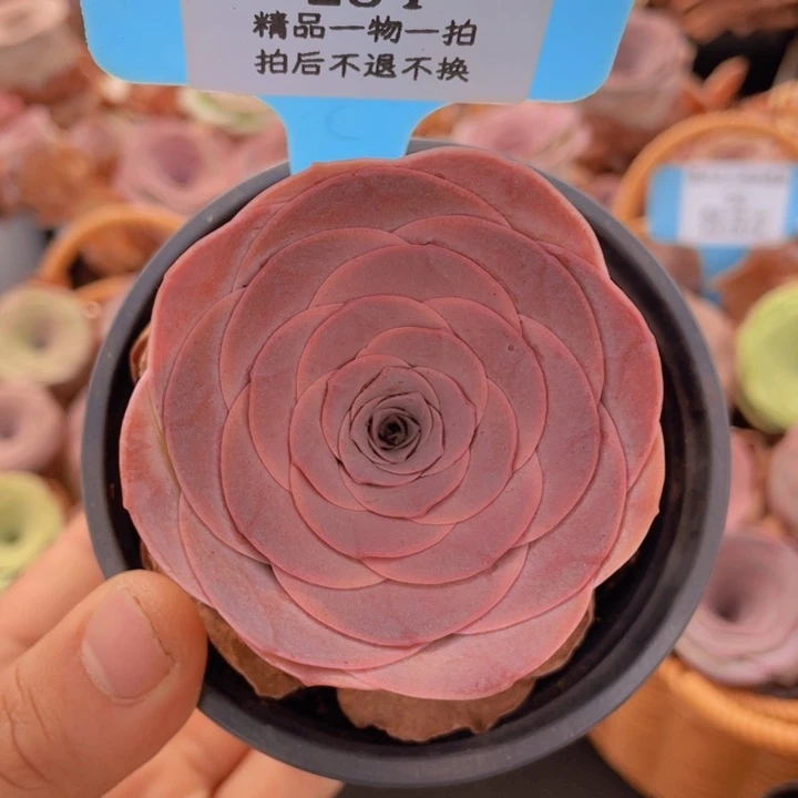 山地玫瑰284裸根发货不售后