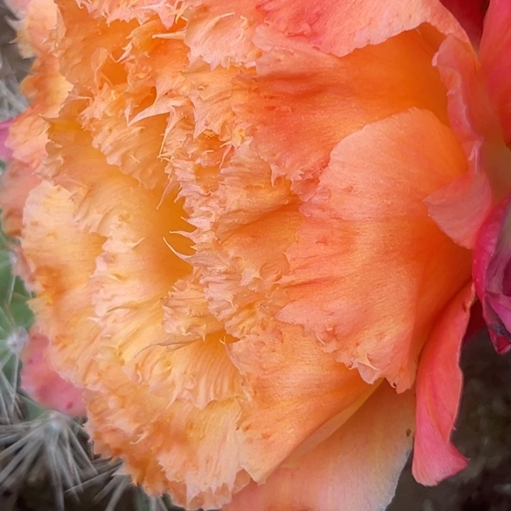 清清65根仙人球瑕疵