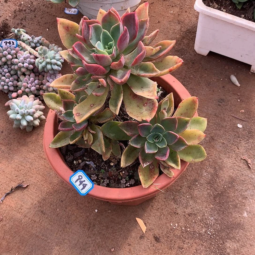 944紫气东来 一物一拍多肉