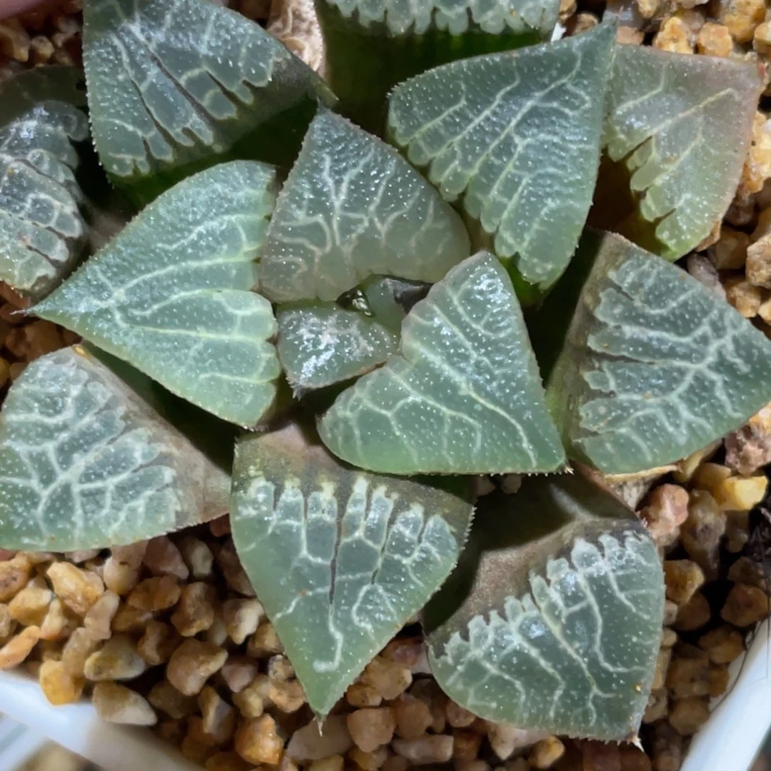 白*京实生默认脱土发货带盆不售后