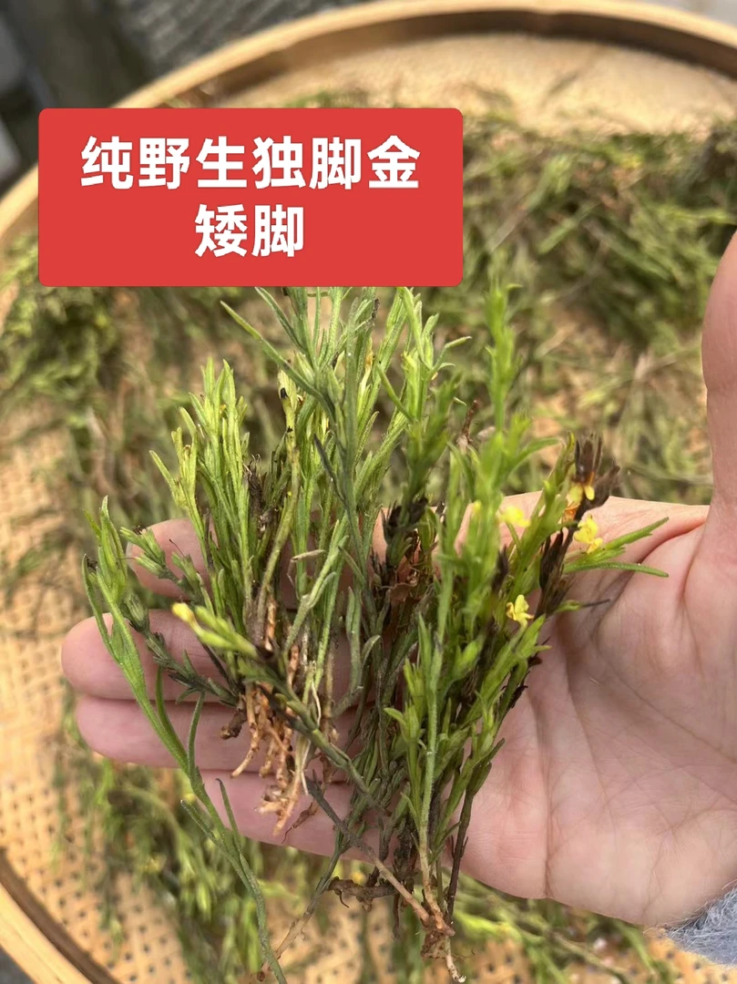 正宗野生 独脚金