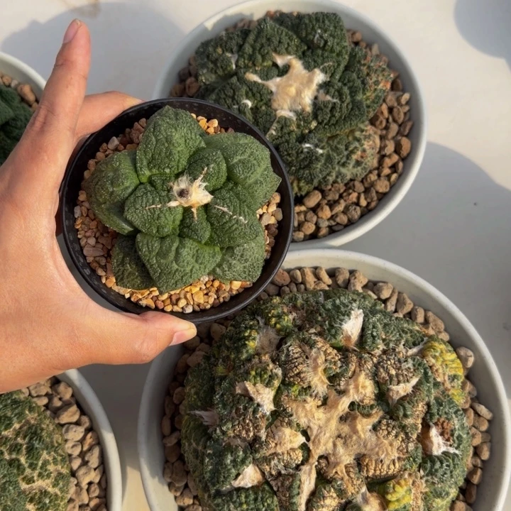 大型割尤圆叶哥斯拉