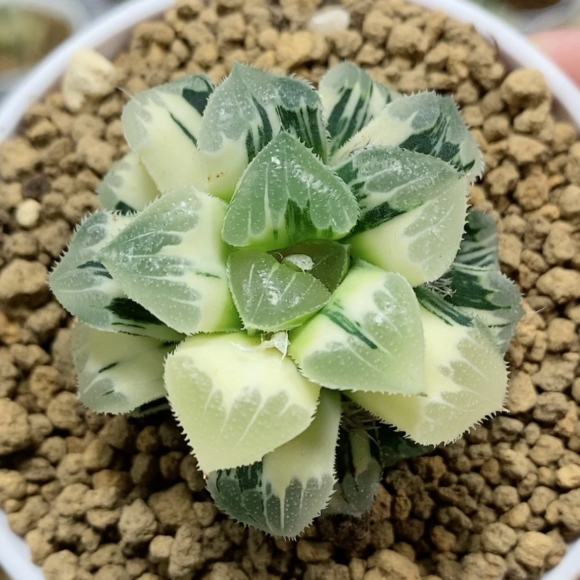 【闪购商品】54爱心芷寿锦