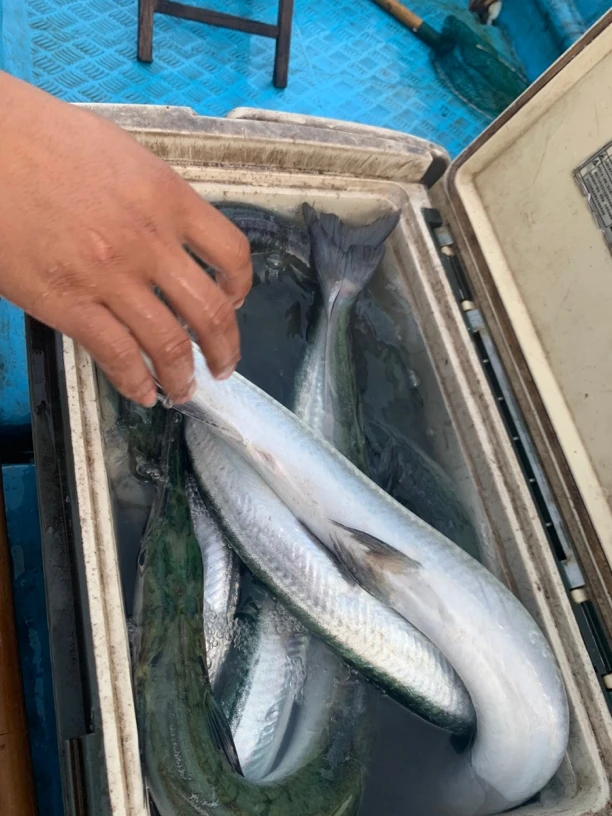 北海小船野生青针鱼