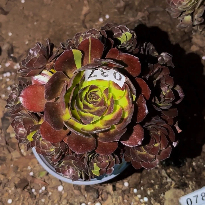 037花花公子多肉植物