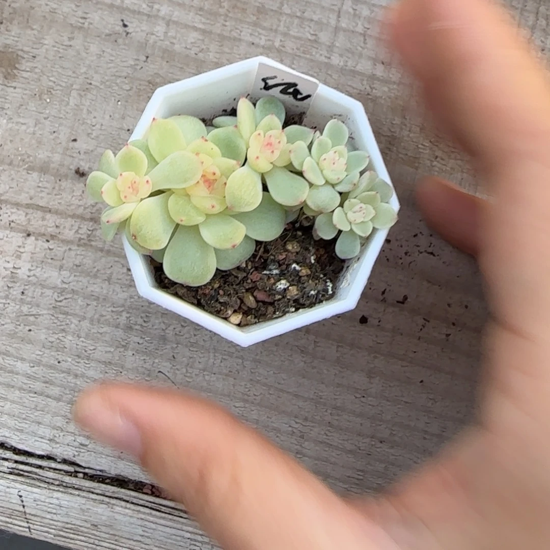 纸鸢五头盆桌上1个满25包邮