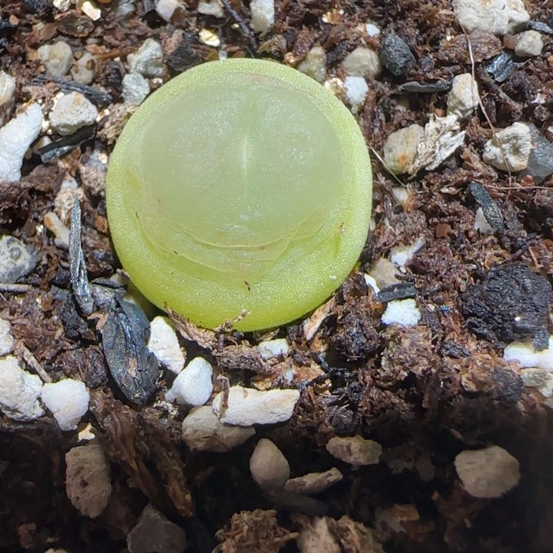 肉锥多肉植物百科-sh1200拉登1503