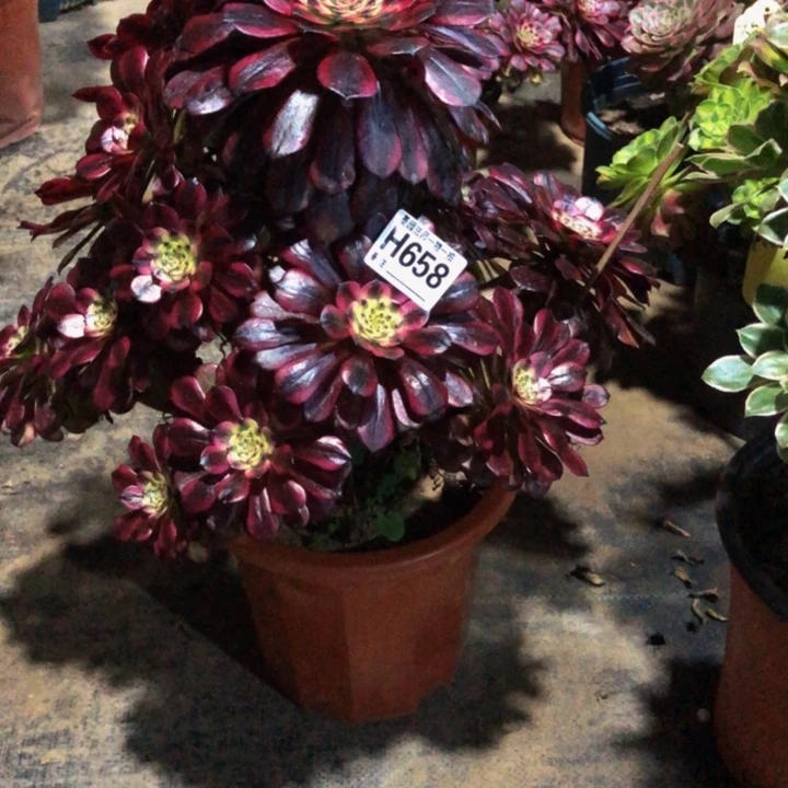 多肉美姬658.0000000