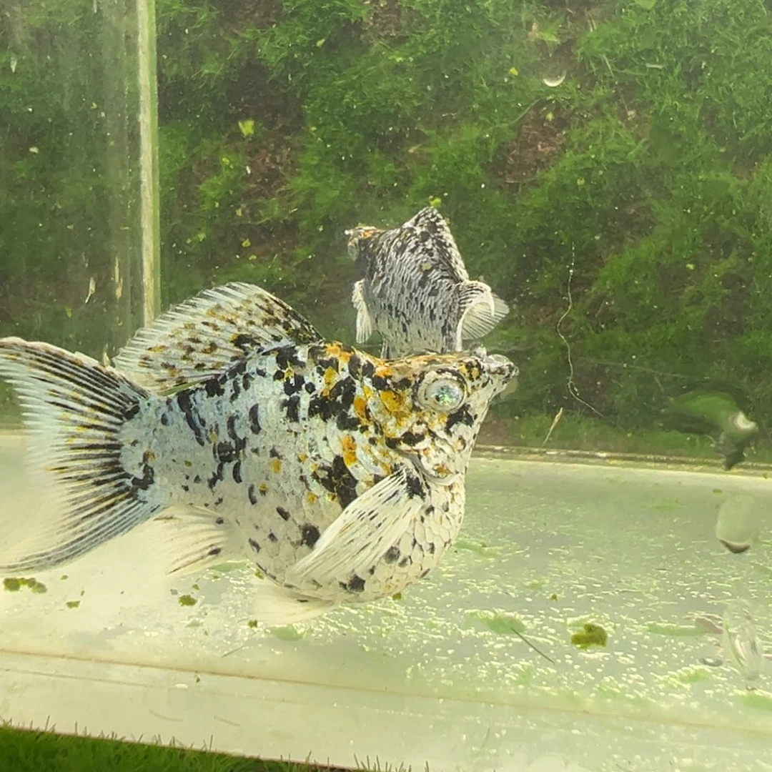 黑玛丽鱼五彩奶牛红头种鱼一对