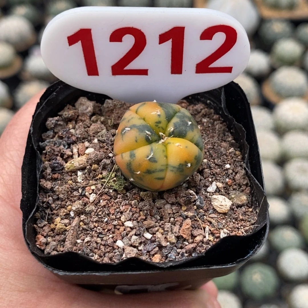 1212兜锦福利多多