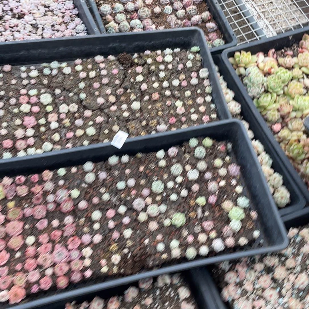 无***司056。 定。         两筐一起。