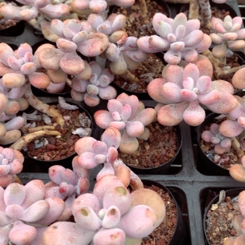 桃蛋b级发两颗。