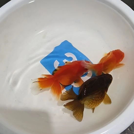 *****金鱼金鱼金鱼金鱼金鱼39