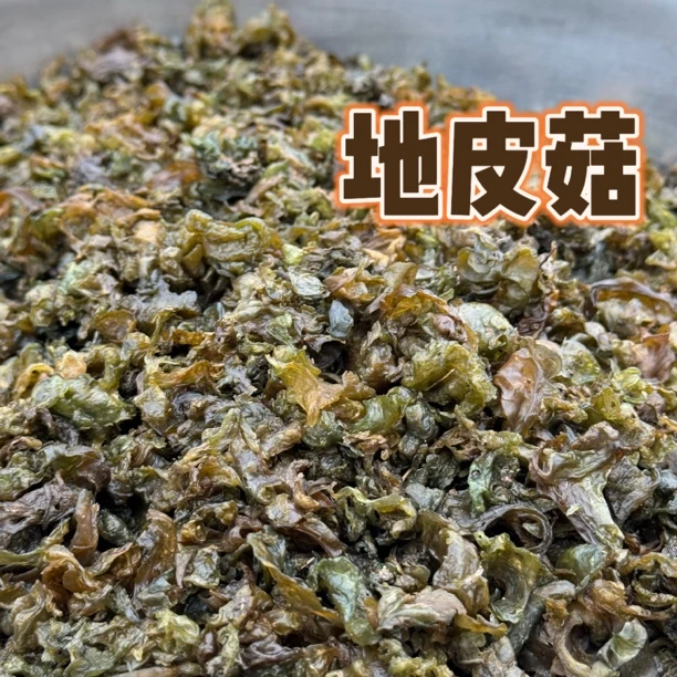 鄱阳山里地皮菇 山里地里的地皮菇地皮菜 豆