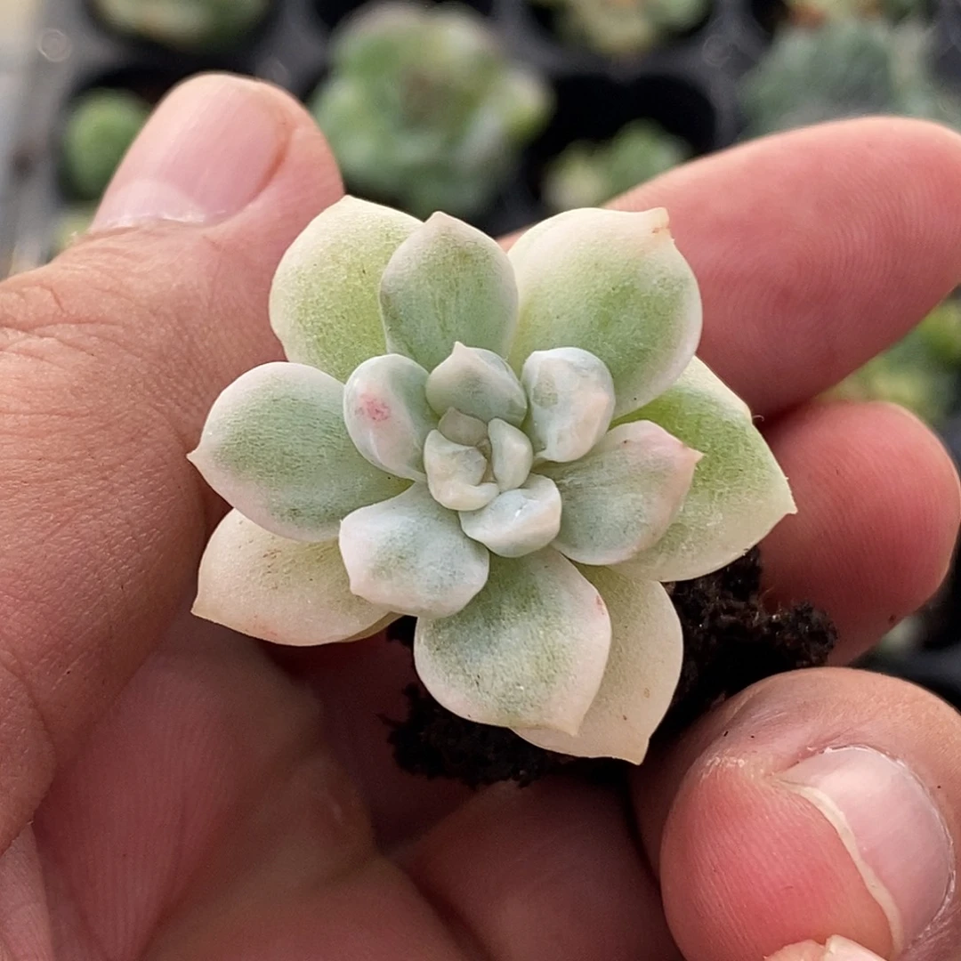 糖心锦多肉植物一颗