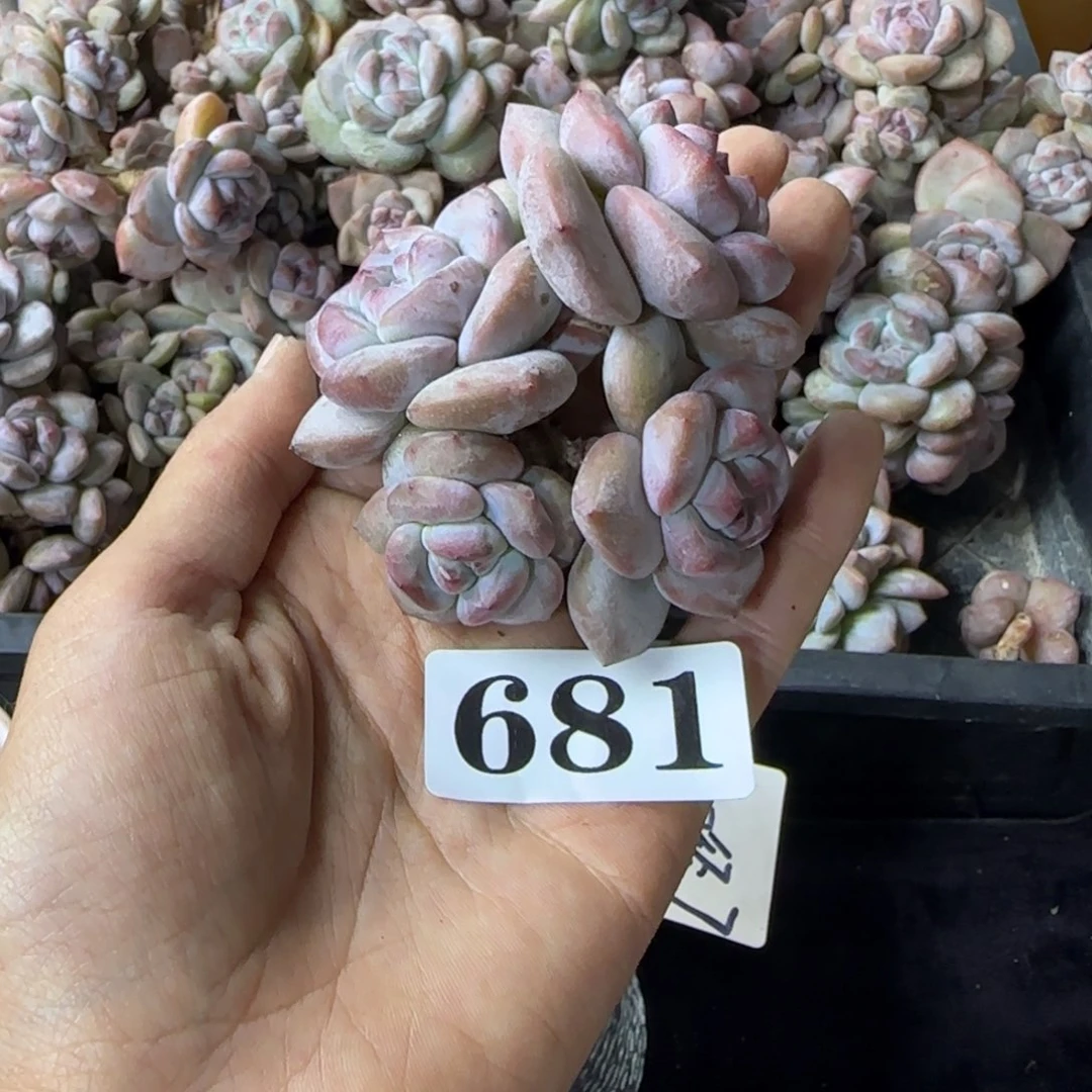 星影4头无根一物一拍681