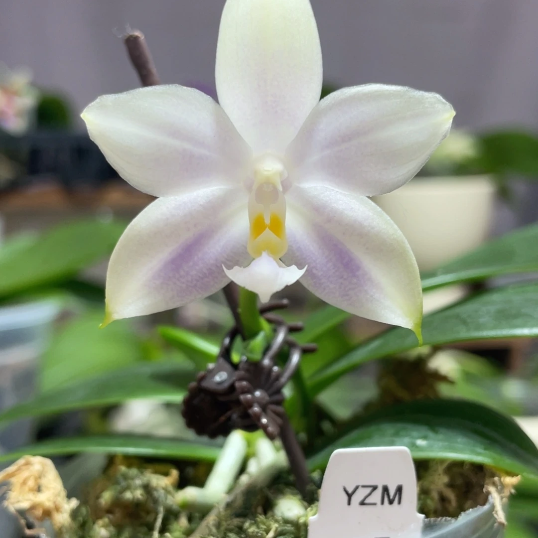 完全开放14叶瑕花期不保