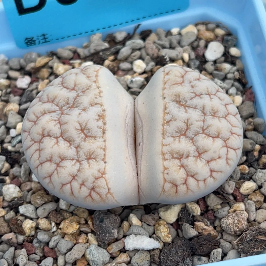 3051凹凸 铁189一颗