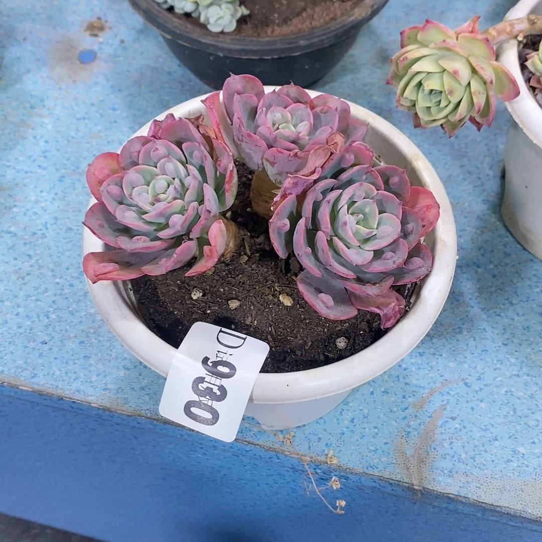 惠*姐930雨滴多肉植物