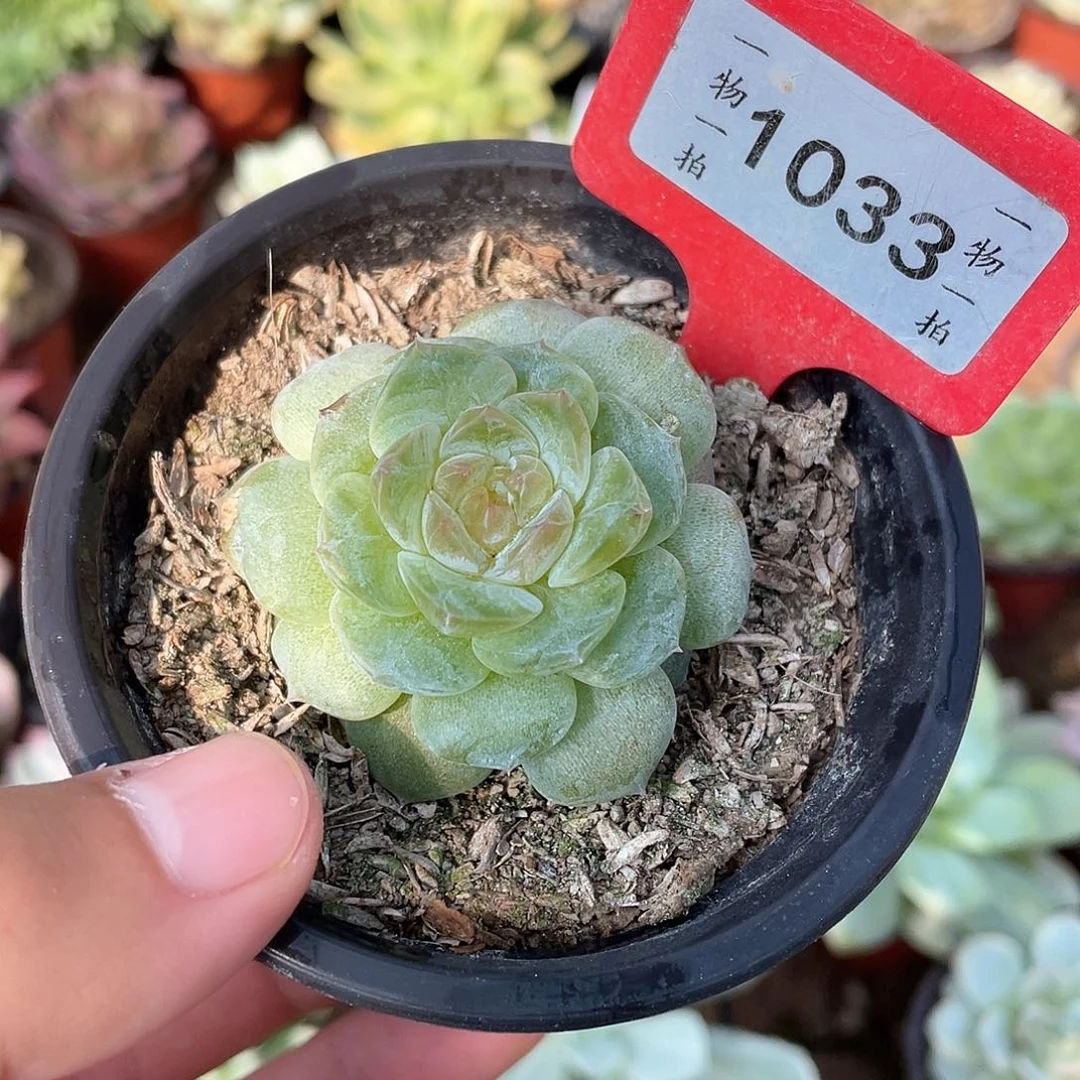 星***辰1033号多肉植物盆栽