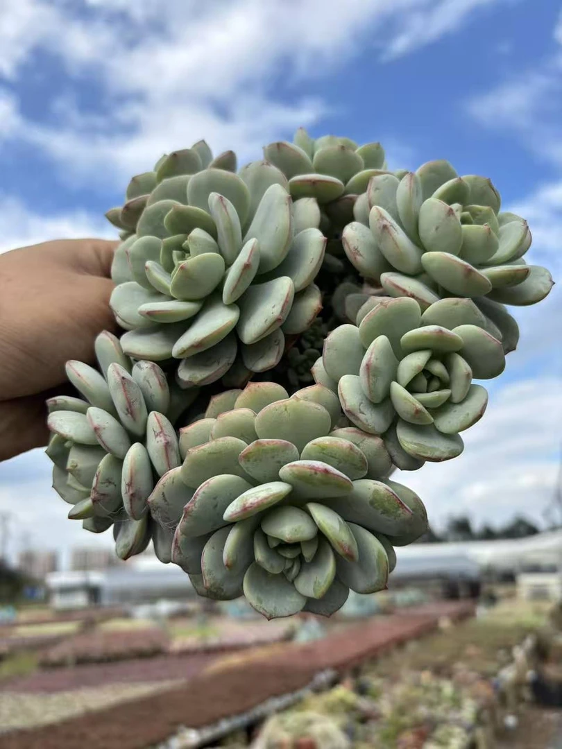 精品香草小杨哥多肉新手好养活阳台楼顶室外多肉植物