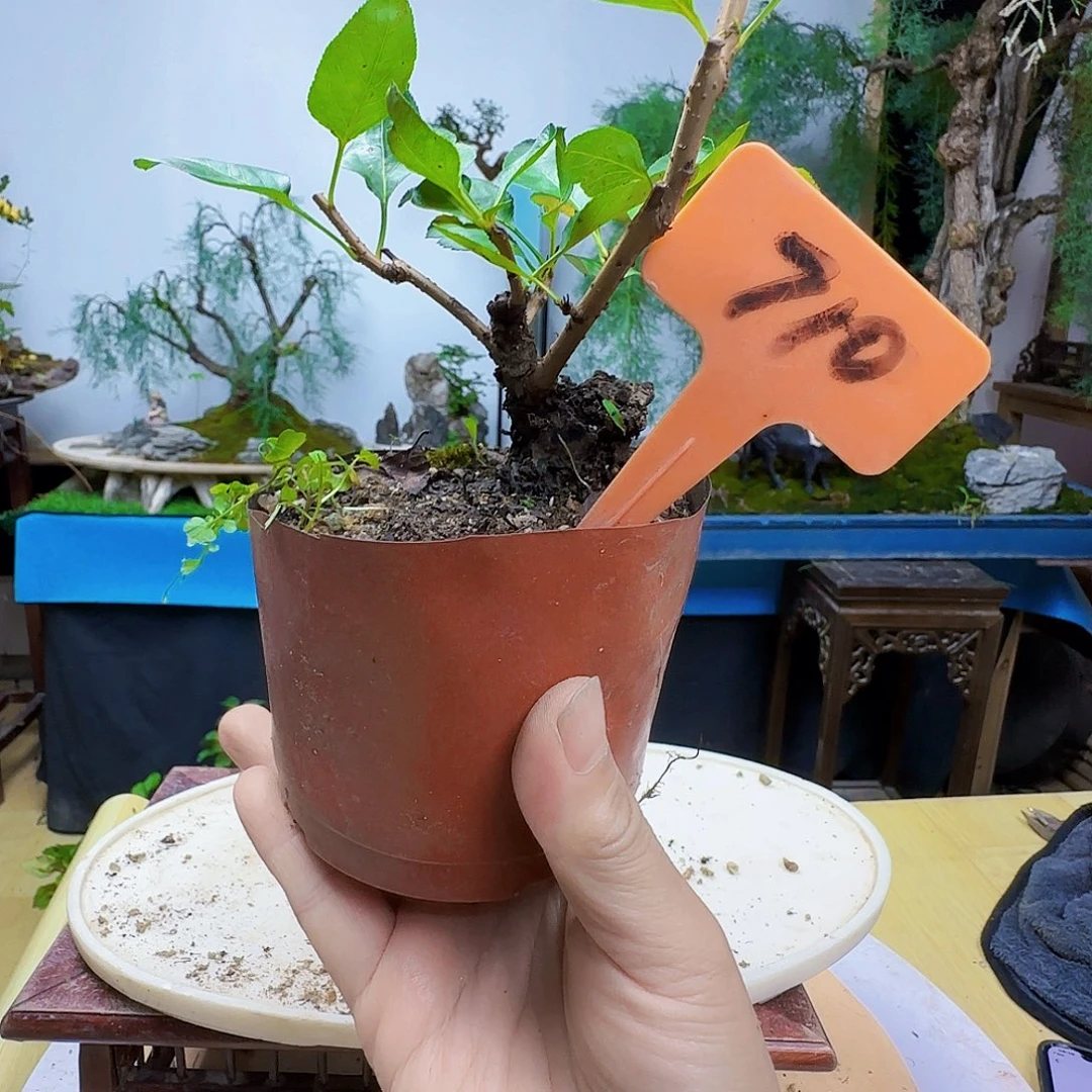 天***情无花朵棠梨风格货架看恐龙