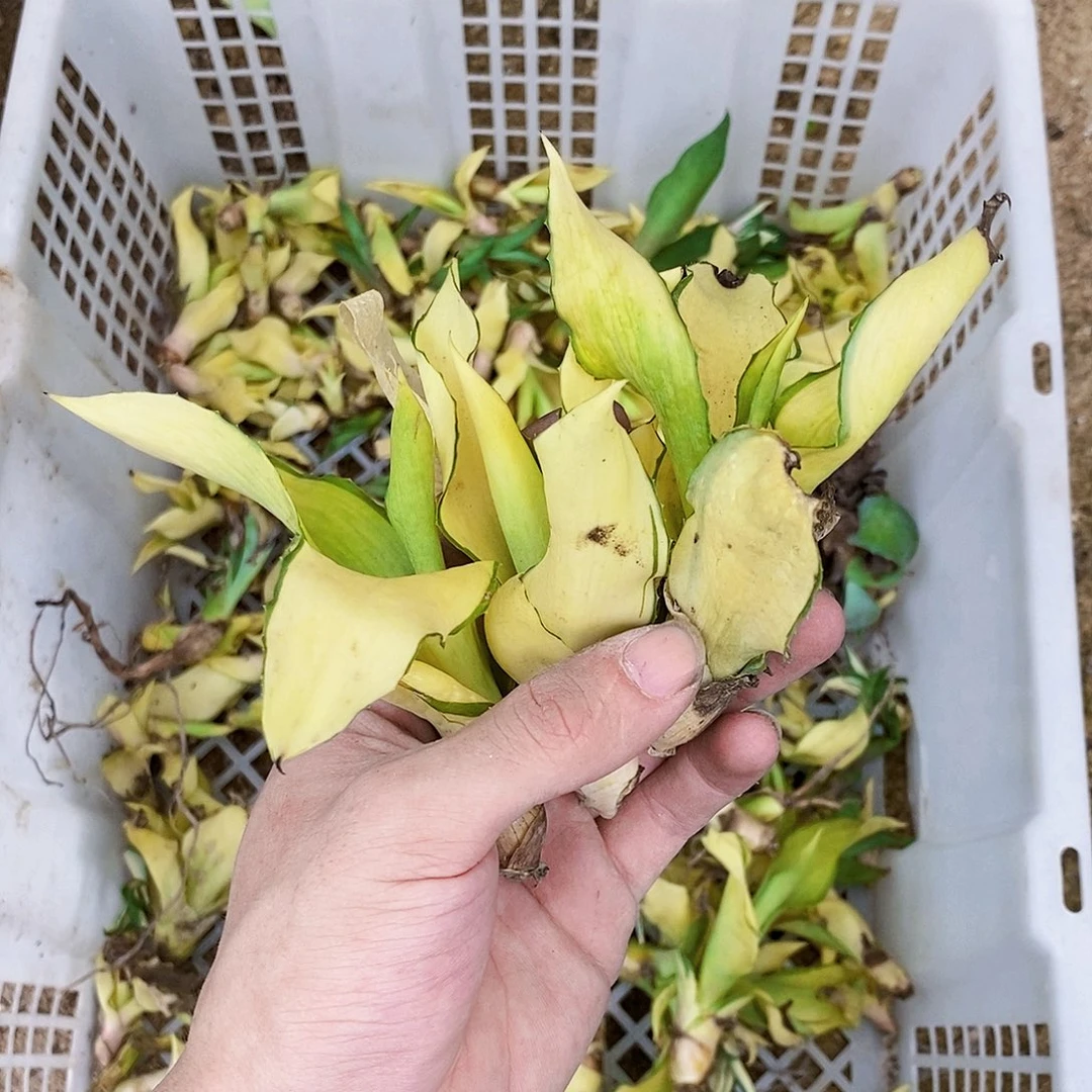 鹦鹉嘴花剑苗3颗无根