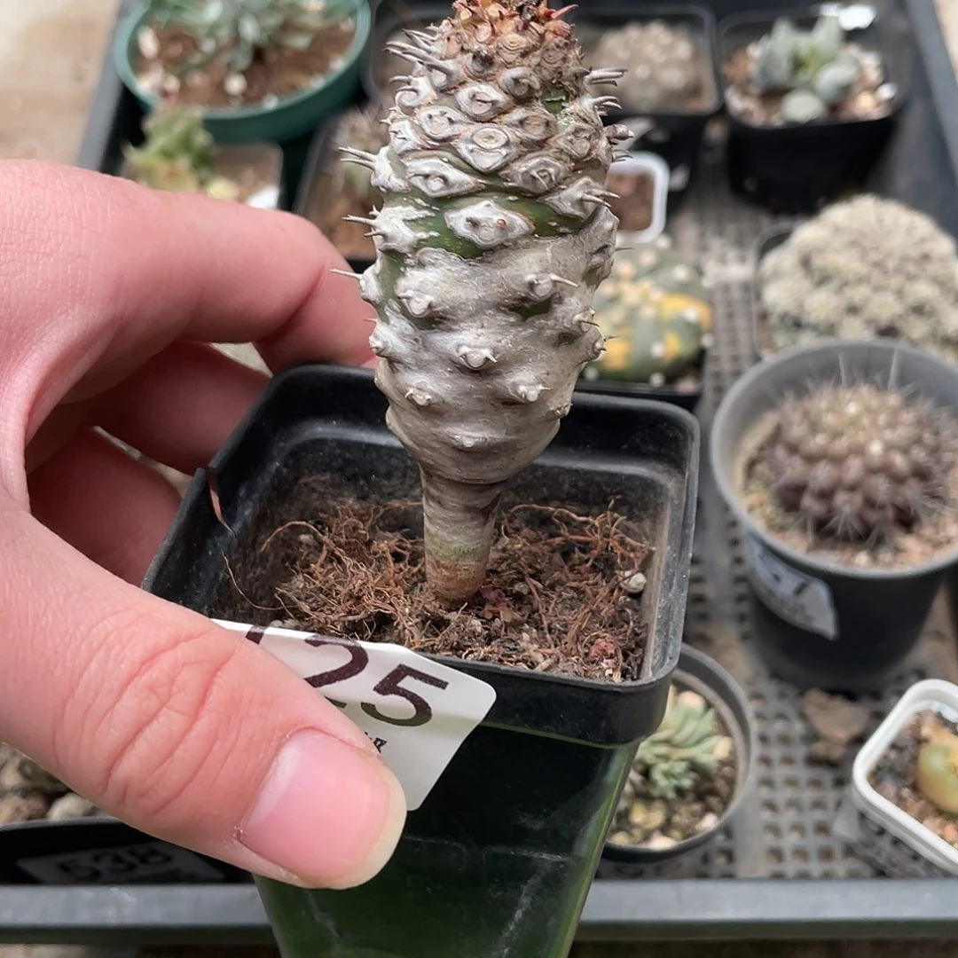 125瓶干麒麟（满18包邮）