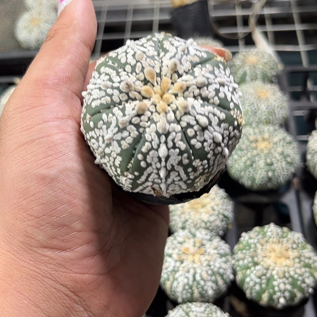 浅***福109492一物一拍单头发货
