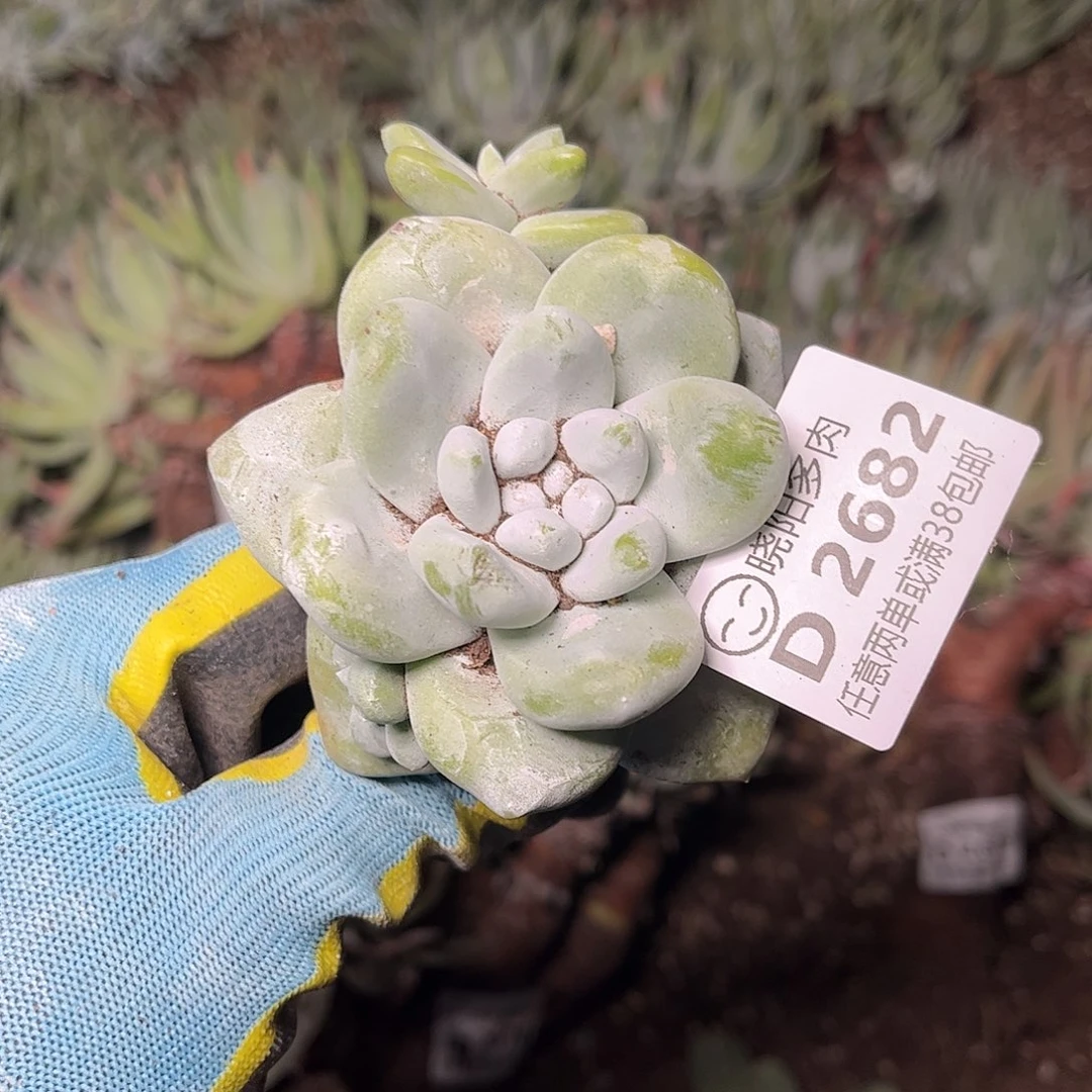 2682拇指仙女杯多肉