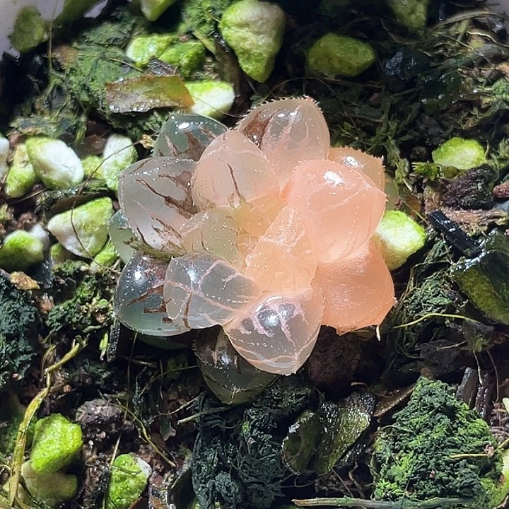 558绯桃锦特选福利