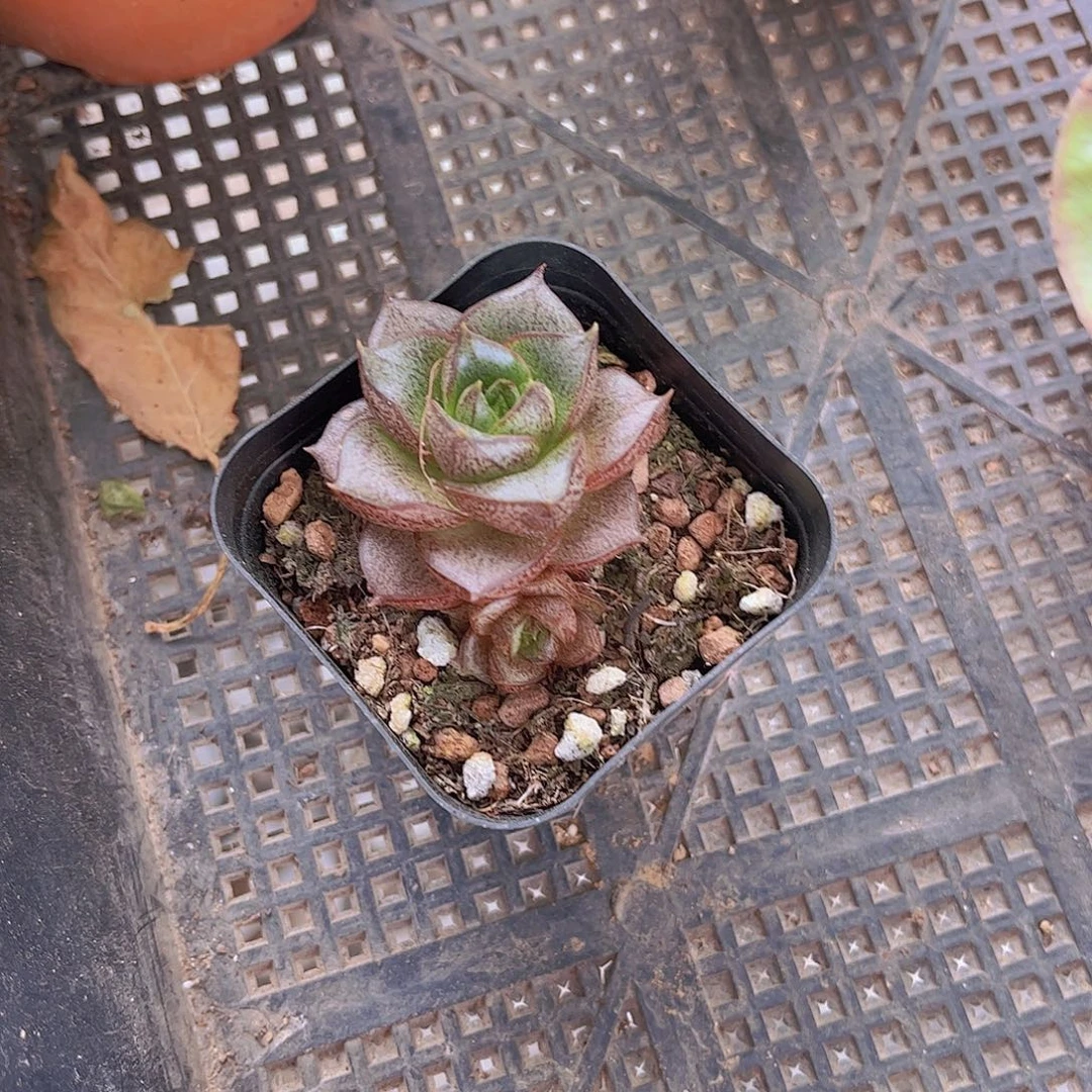 ᥇***ᦔ大合锦多肉，植物，