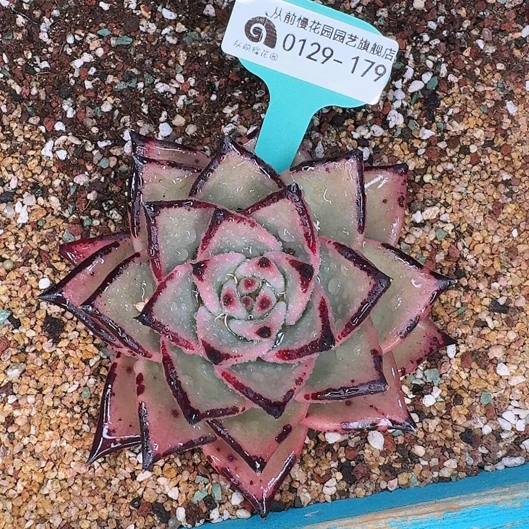 从前慢花园多肉0129-179