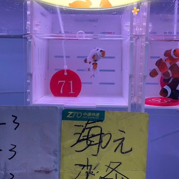 海水鱼精品白金小丑一对