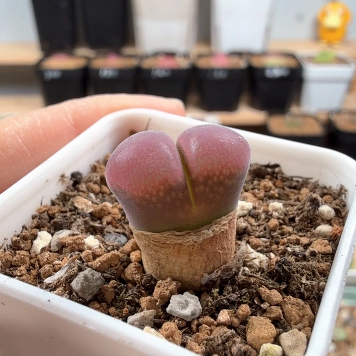 红风铃 1.5厘米 带盆发